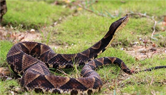 養蛇清糞帶0926-1