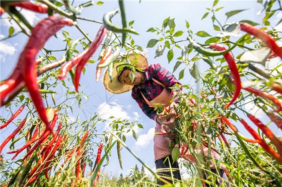 辣椒豐收0726-2