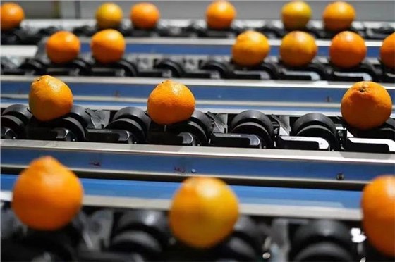 農(nóng)產(chǎn)品消費-9