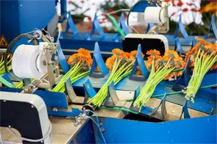 鮮花捆扎機(jī)皮帶2