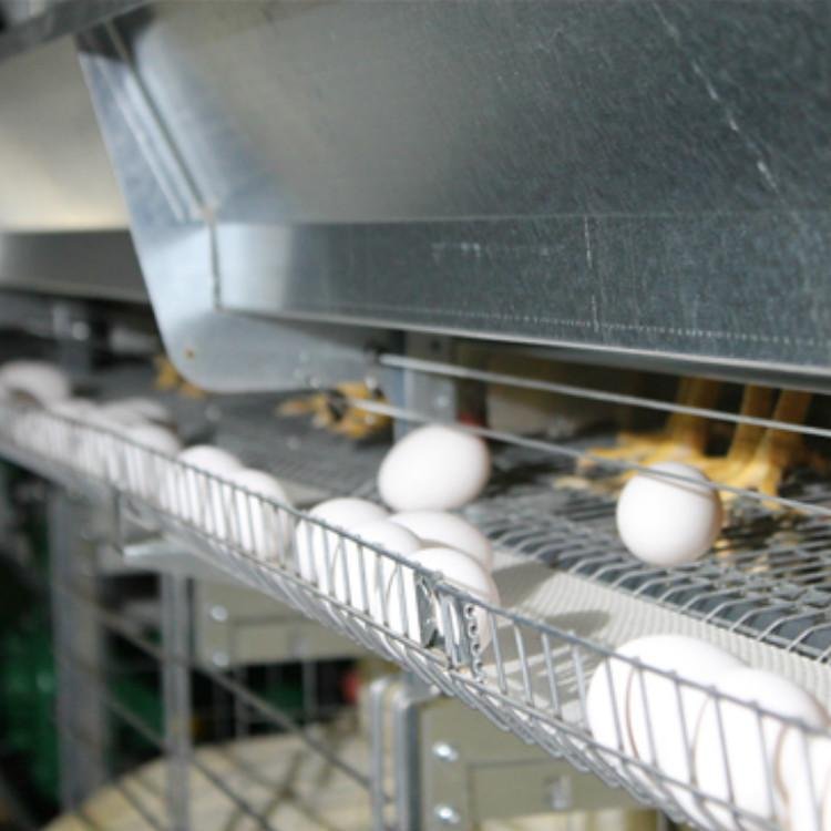 打孔撿蛋帶0219-2