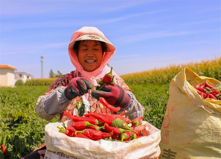 辣椒豐收0726-4