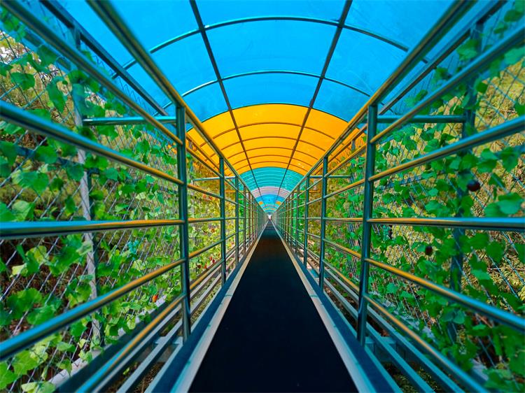 魔毯輸送帶0906-1