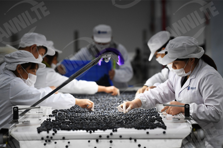 藍(lán)莓輸送線2