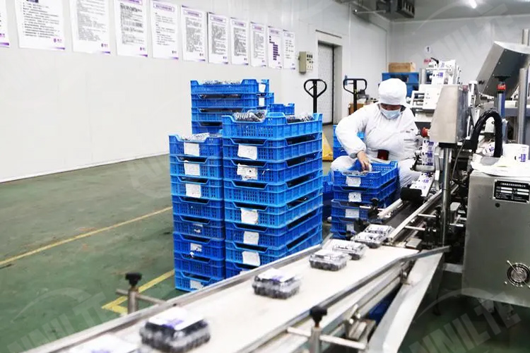 藍(lán)莓輸送線3